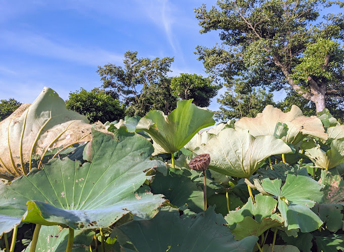 大田蓮花農場-3