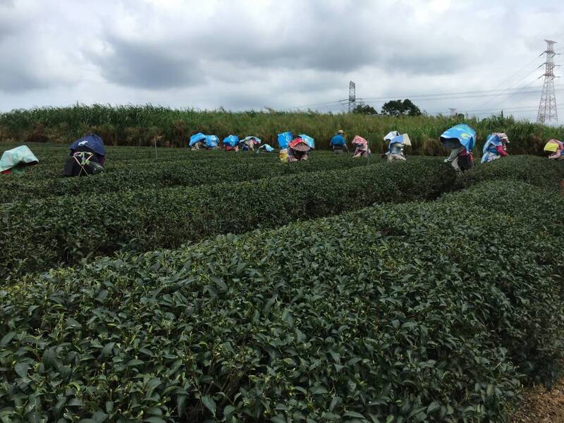 楊隆茶園8