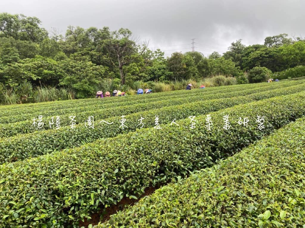 楊隆茶園6