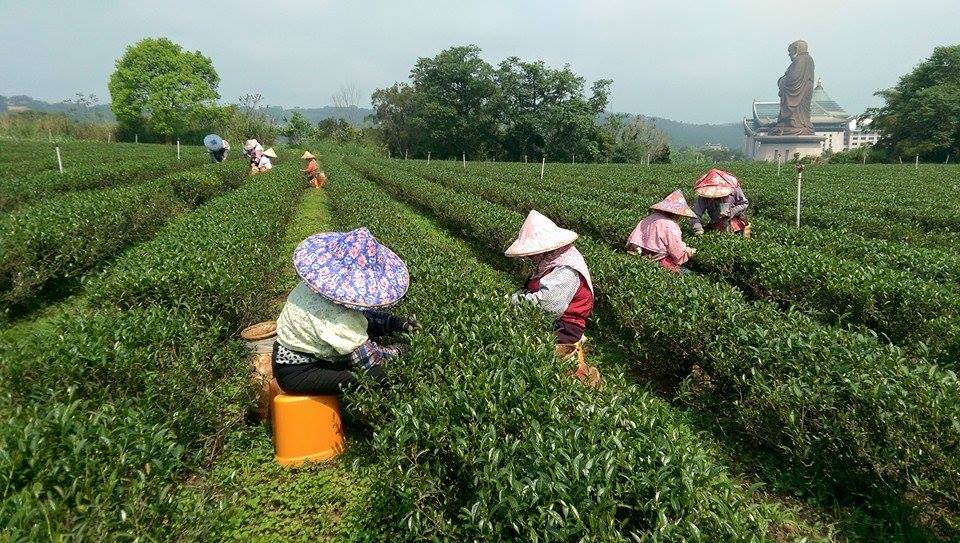 欣欣製茶廠2