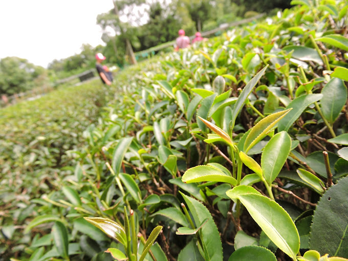 新春茶行3