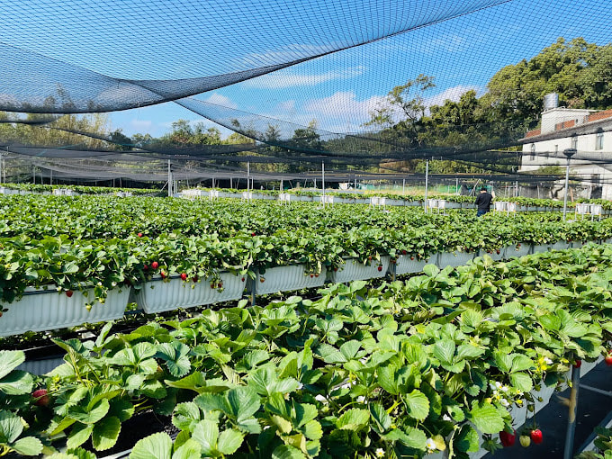竹林草莓園-3