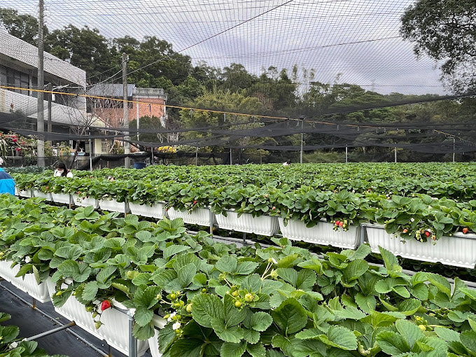 竹林草莓園-5