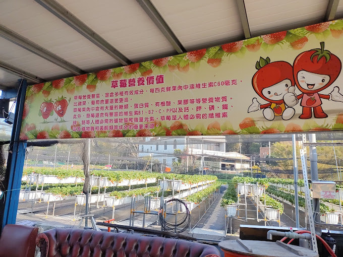 竹林草莓園-6