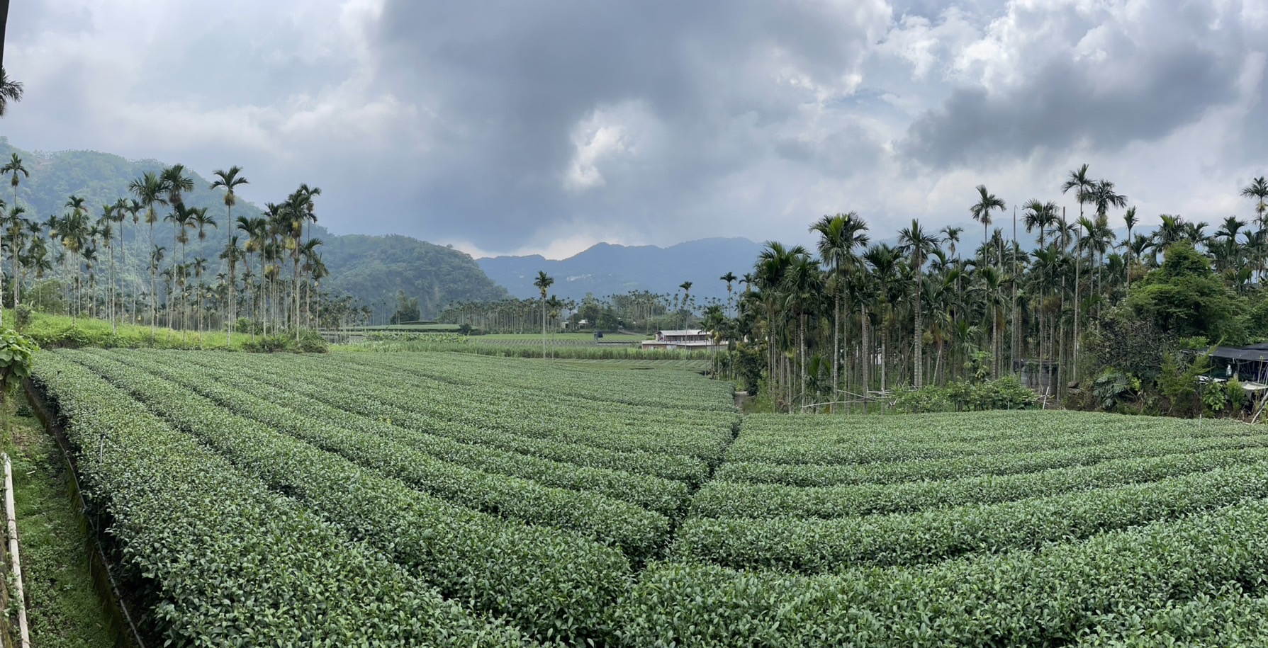 竹坑民宿茶園景觀2